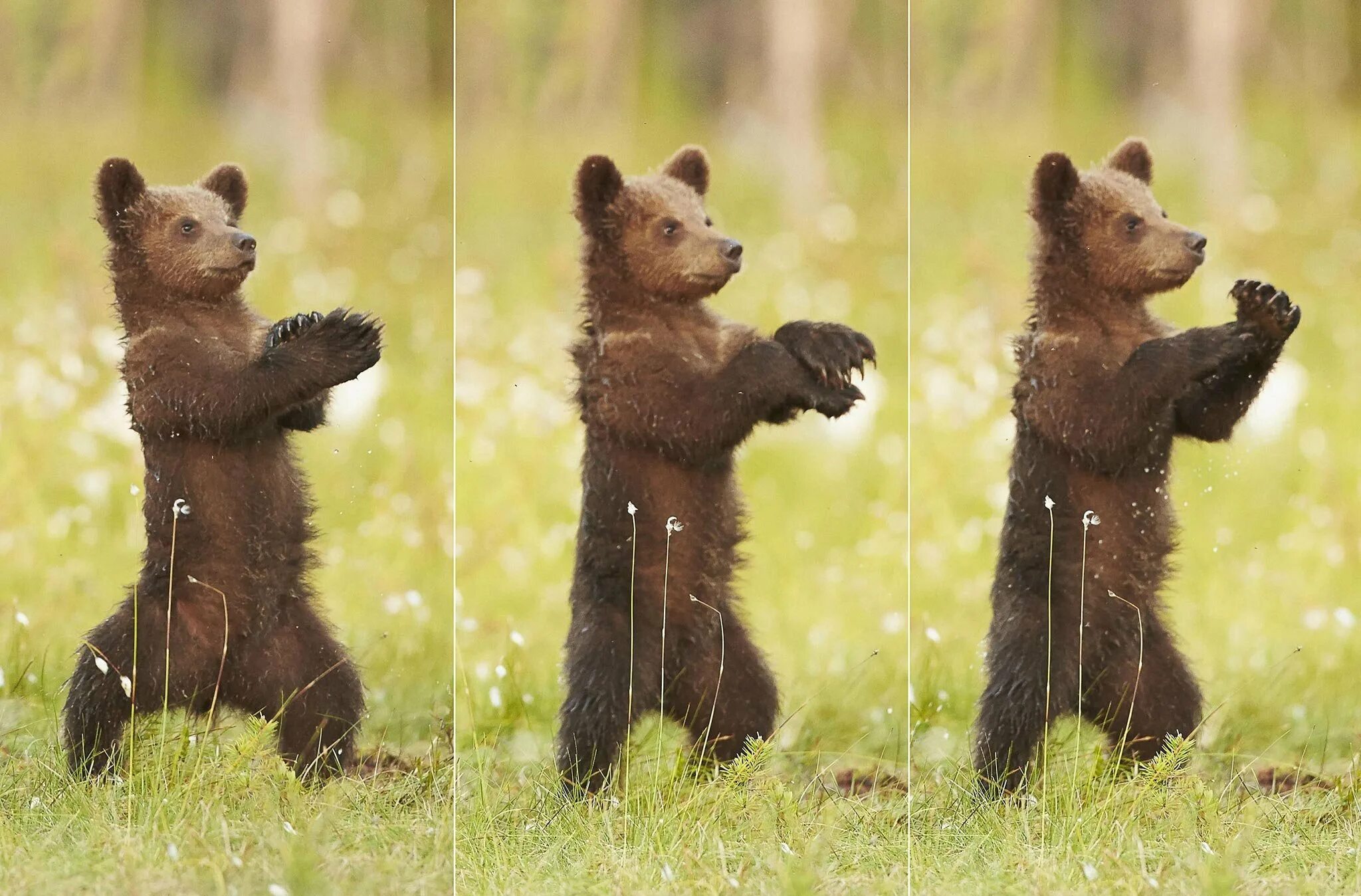 Где медведь танцует. Медведь танцует. Медвежонок танцует. Медведь на задних лапах. Смешной Медвежонок.