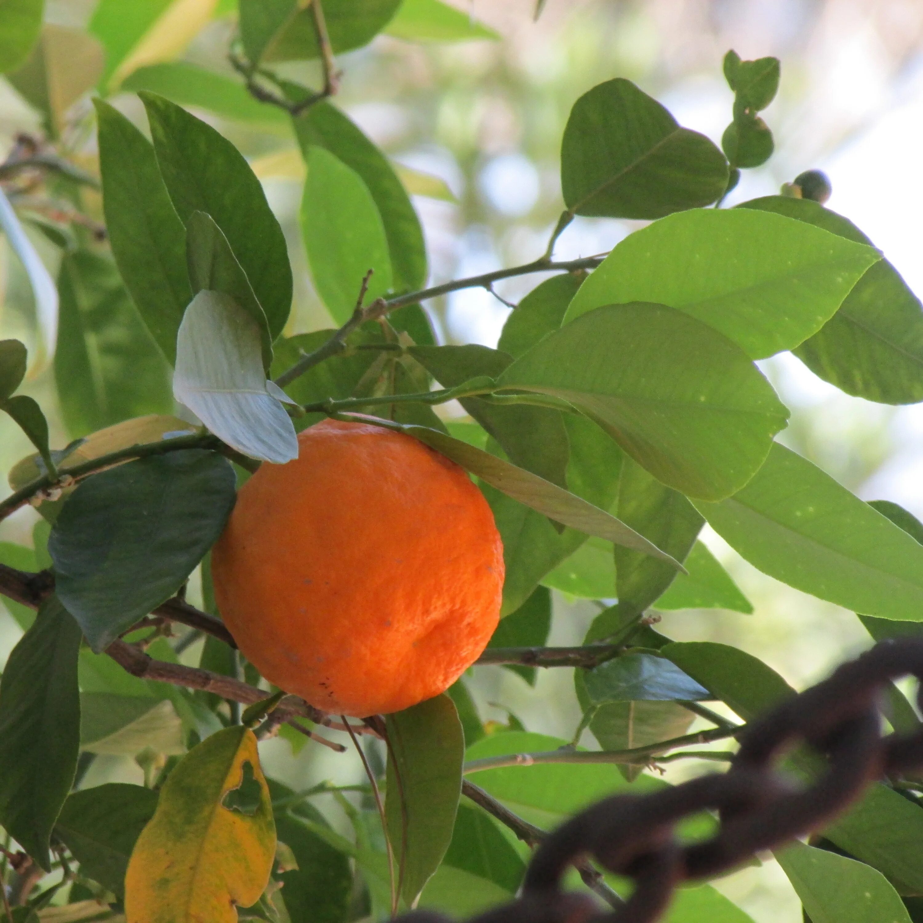 Почему мандарин оранжевый. Павловский апельсин(померанец). Померанец миртолистный. Померанец Турунч. Листья дерева апельсина.