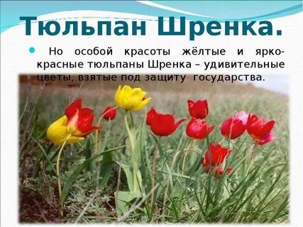Почему тюльпаны в красной книге