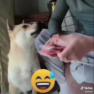 Собака облизывает 