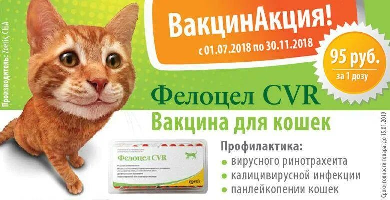 Вакцина для кошек 4. Фелоцел 4 вакцина для кошек. Фелоцел CVR, вакцина для кошек. Вакцинация Фелоцел для кошек. Фелоцел от бешенства вакцина для кошек.