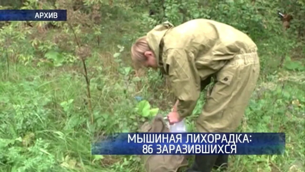 Как передается мышиная лихорадка