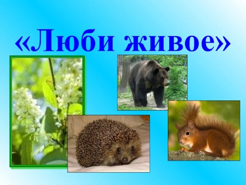 Книга люби живое. Люби живое. книги на тему люби живое. рисунок люби живое. сказки люби живое.