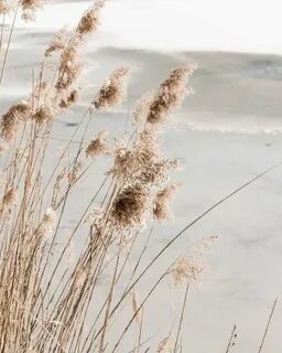 Beige nature