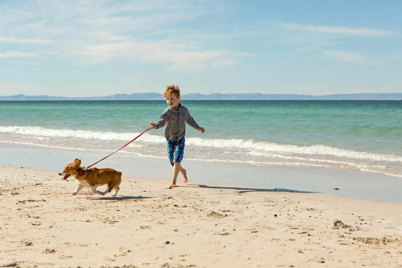 Walking check. Stroll beach dog. фото собаки и дети на курорте. girl walking dog beach. a man walks on the beach with a dog 3000х3000.