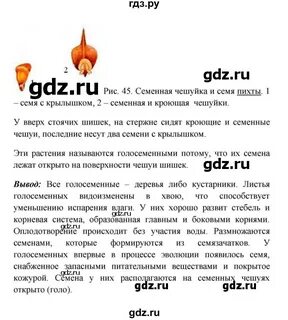 Лабораторная работа 4 по биологии 5 класс