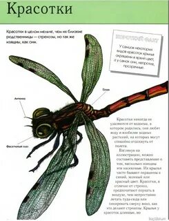 Организм стрекоз