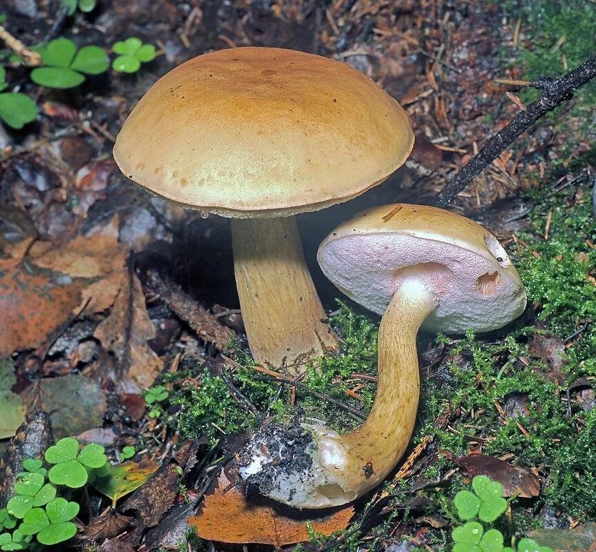 Желчный гриб какой. Белый гриб и горчак. Желчный гриб горчак. Горчак, ложный белый гриб. Горчак гриб и желчный гриб.