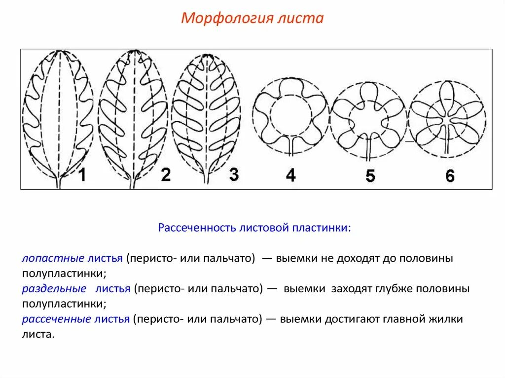Обозначение листьев