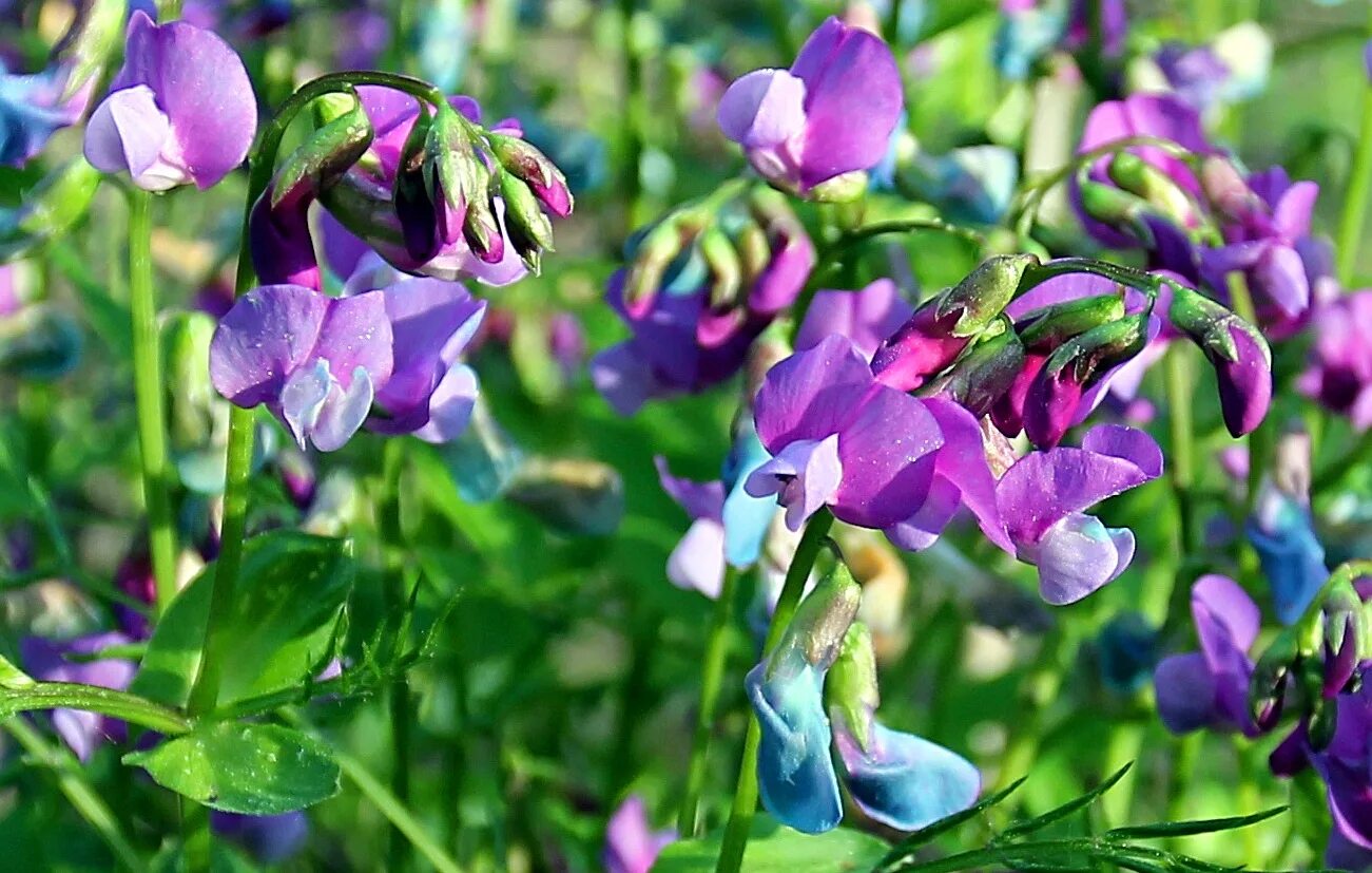 псоралея костянковая. чина луговая (lathyrus pratensis). астрагал шерстистоцветковый. дикий душистый горошек ядовитый. ядовитые бобовые растения.