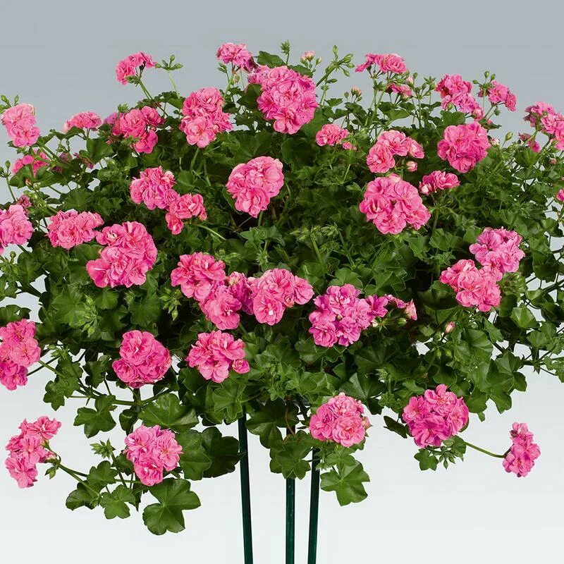 This ivy-leaved Geranium or Pelargonium 'Surcouf' has fantastic lipstick pink fl