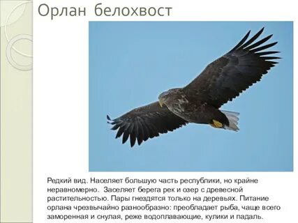 Книги проект орлан