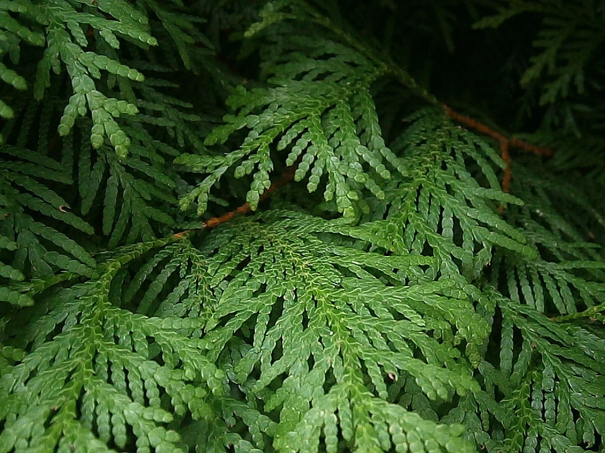 Кипарис вечнозеленый (Cupressus sempervirens). Туя кипарисовик. Туя Западная Кипарисовые. Туя лапник. Листовая чешуя