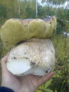 Переросший белый гриб