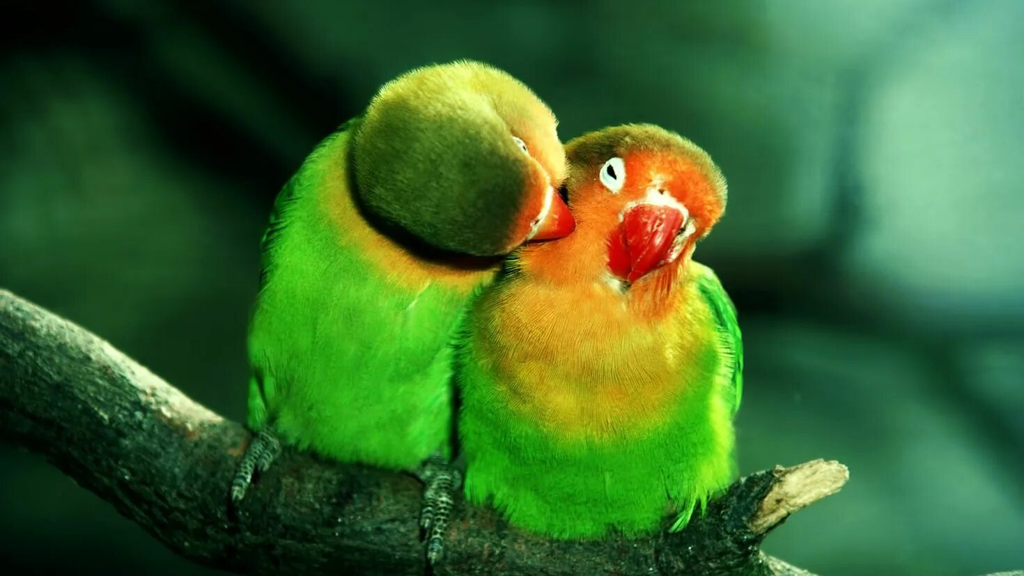 I love birds. Неразлучники попугаи. Попугаи неразлучники Какаду. Неразлучник Фишера. Попугай неразлучник зеленый.