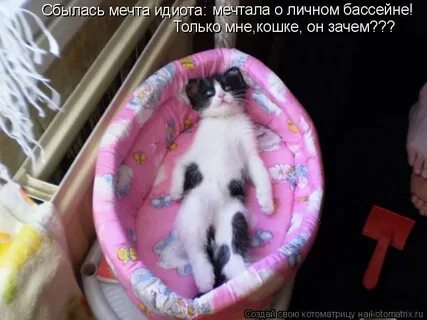 Мечта идиота