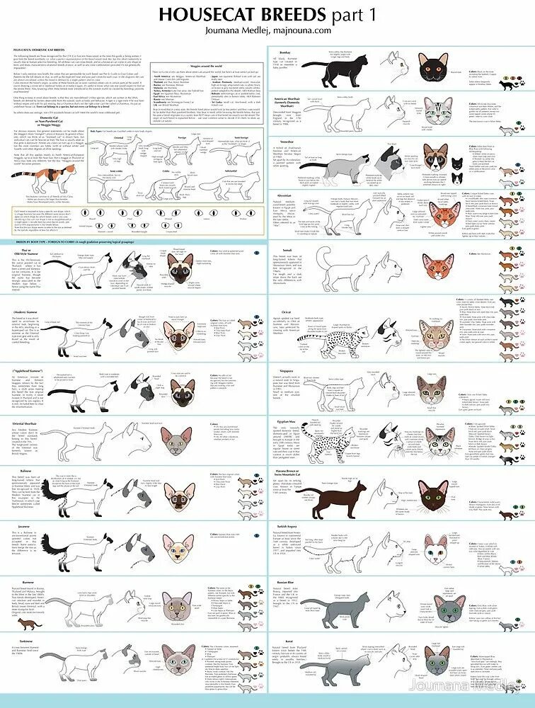 Окрасы ориентальных кошек таблица. Бенгальская кошка окрасы таблица. Генетика кошачьих окрасов. Таблица кошачьих пород. Типы окрасов кошек