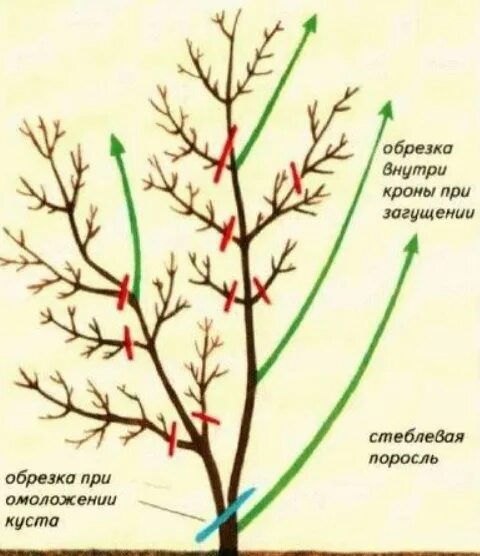 Жимолость каприфоль обрезка весной. Голубика формировка куста. Жимолость куст после зимы. Обрезанные кусты. На какой год плодоносит жимолость после посадки