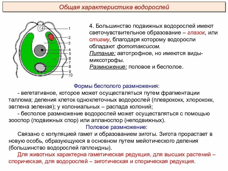 Глазок водоросли