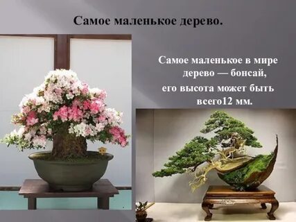 Самое низкое дерево