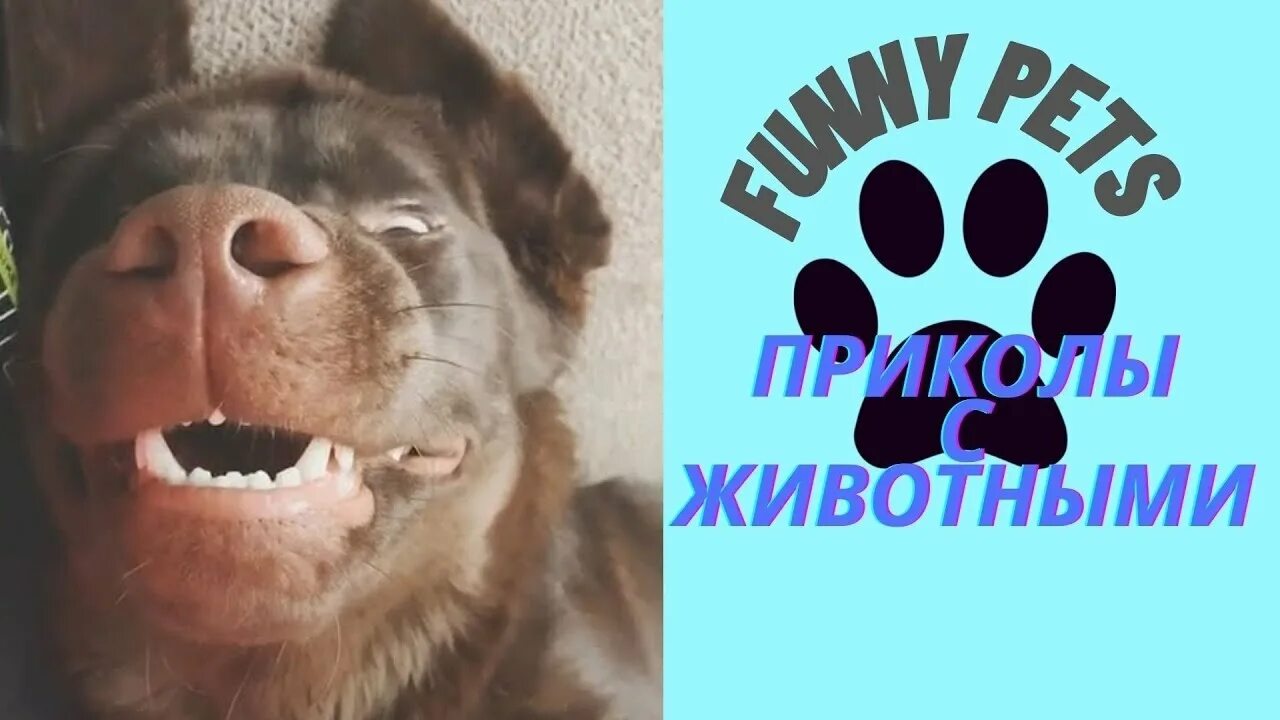 Смешная подборка животных. Приколы животные 2025. смешные животные 2025 до слез. приколы про животных 2025 года смех до слёз. животный смех стс.