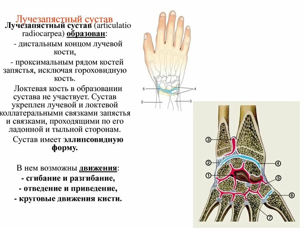 Запястье где находится у человека на руке. Связки лучезапястного сустава анатомия. Лучезапястный сустав анатомия строение. Функции лучезапястного сустава кратко. Лучезапястный сустав характеристика.