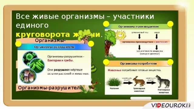 Какую роль играют организмы производители. Великий круговорот жизни производители потребители Разрушители. Организмы производители и потребители. Производители, потребителиhfpheibntkb. Организмы производители потребители и Разрушители.