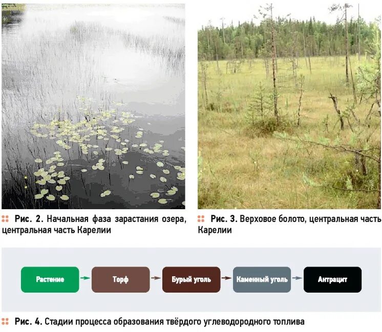 Видовой состав болота. Эвтрофные болота. Торфяные разработки. Торфяных болот углеобразования. Торфяная трясина.