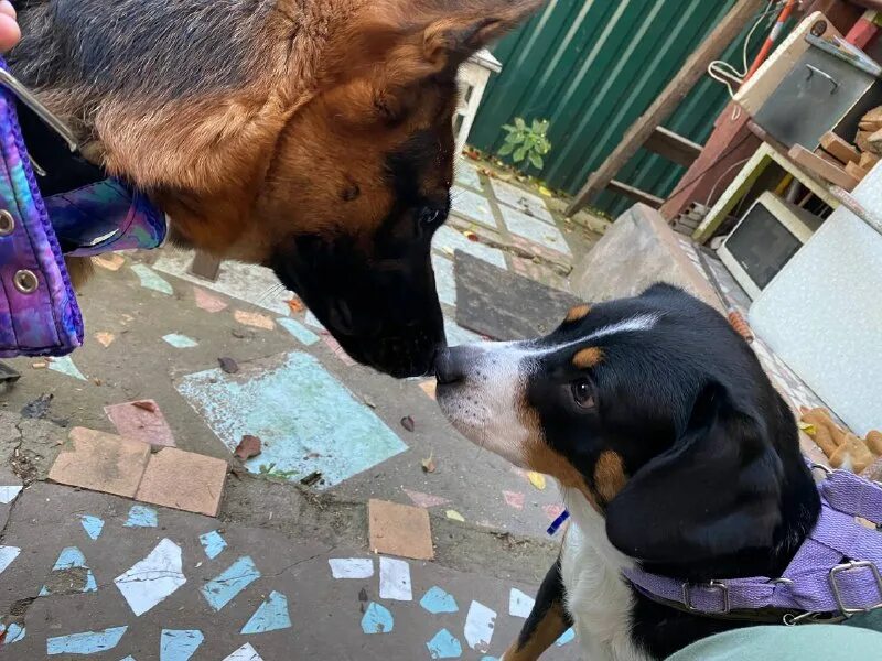 сучья война сериал постеры. сучья жизнь. овчарка макс. сучья жизнь. я тебе отомщу.