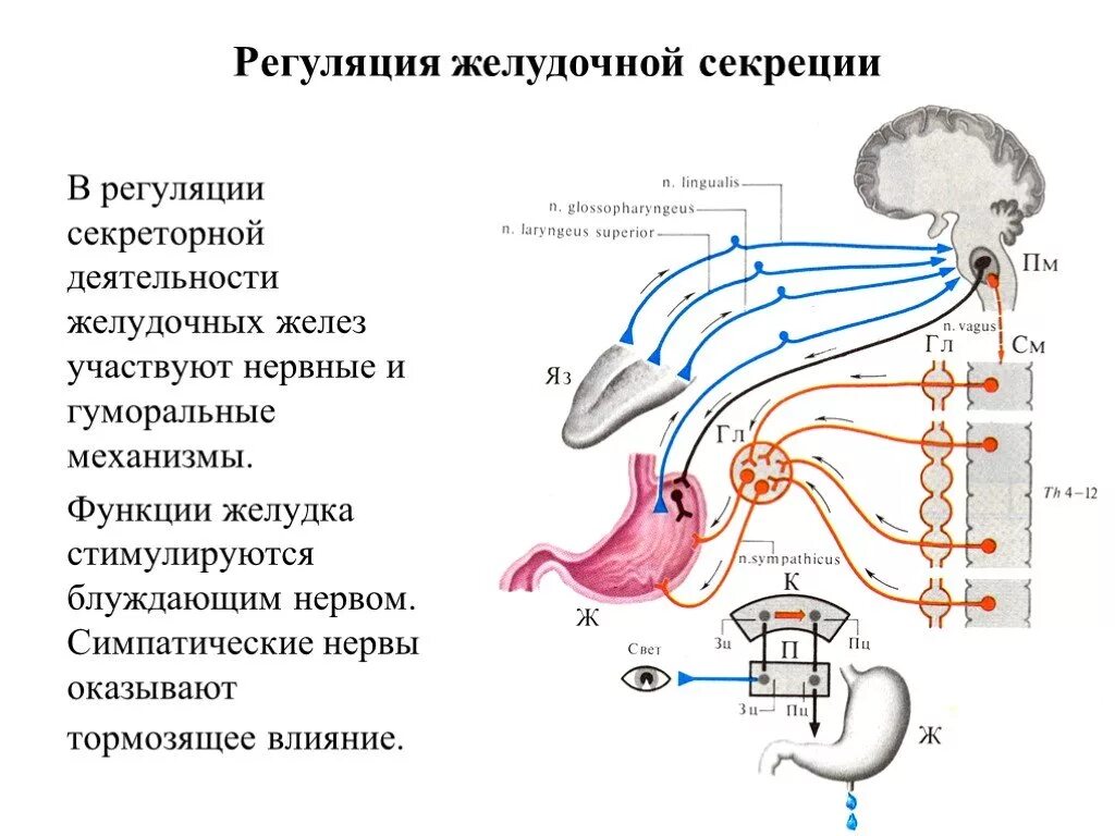 Регуляция блуждающего нерва. Регуляция деятельности желёз желудка. Схема условнорефлекторной регуляции желудочной секреции. Схема регуляции секреции соляной кислоты. Регуляция секреции желудочных желез.