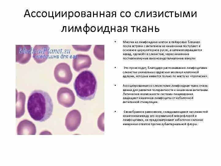 Уральская государственная медицинская академия КАФЕДРА ГИСТОЛОГИИ ЦИТОЛОГИИ