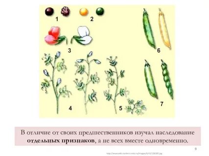 Наследственные признаки гороха