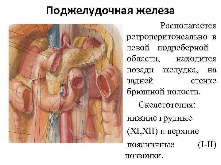 Какие железы расположены в брюшной полости. Голотопия поджелудочной железы анатомия. Голотопия поджелудочной железы схема. Скелетотопия поджелудочной железы. Скелетотопия поджелудочной железы анатомия.