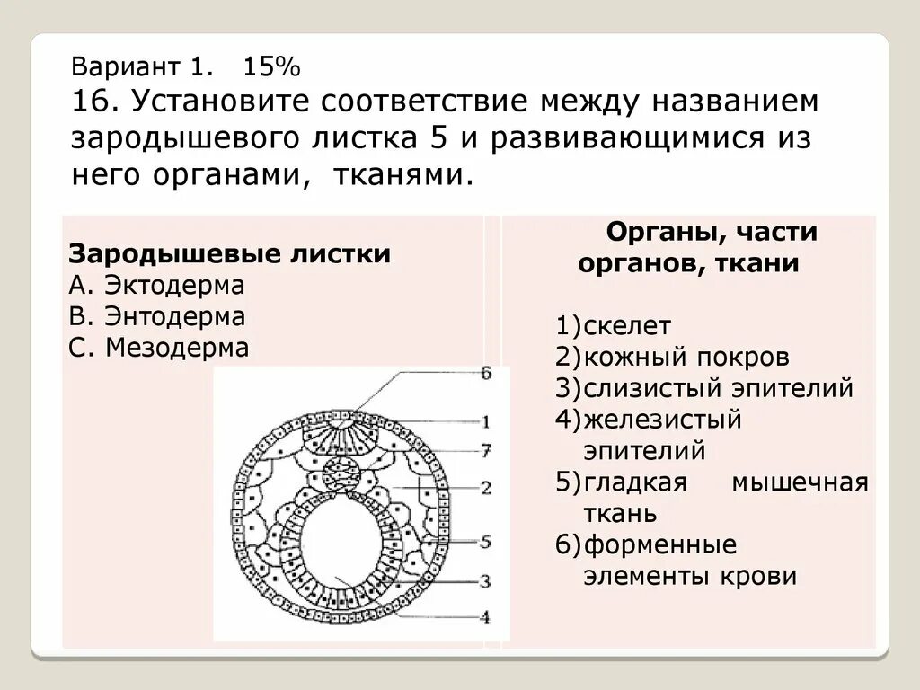 Эктодерма у позвоночных животных. Зародышевые листки рисунок ЕГЭ. Строение зародышевых листков эмбриона. Зародышевые листки эктодерма энтодерма мезодерма. Зародышевые листки схема ЕГЭ.