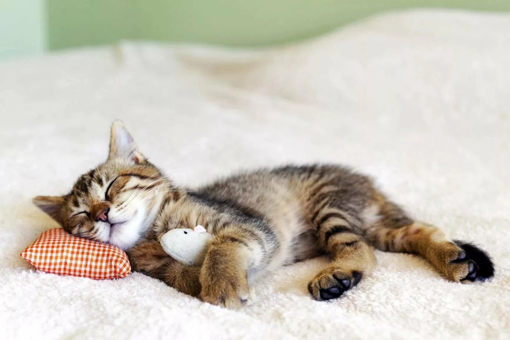 Спящие котята. Спящий котенок. Котик в кровати. К чему снится кошка женщине замужней ласковая