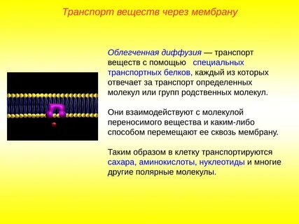Диффузия веществ через мембрану