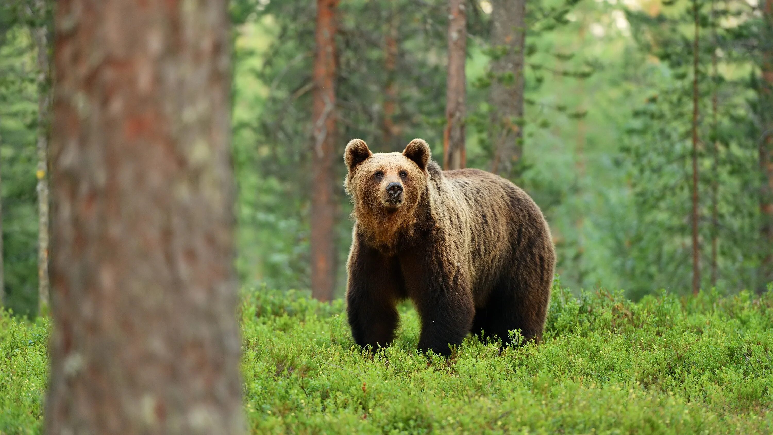 Бурый медведь (Ursus arctos). Бурый медведь в тайге. Аляскинский бурый медведь. Бурый медведь в лесу. Бурый медведь утверждение