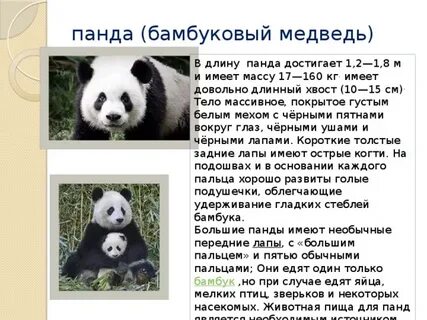 Задание панды медведя