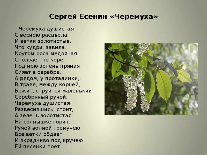 Стихотворение есенина про весну. Стих Есенина черемуха душистая. Есенин стихи черемуха душистая.