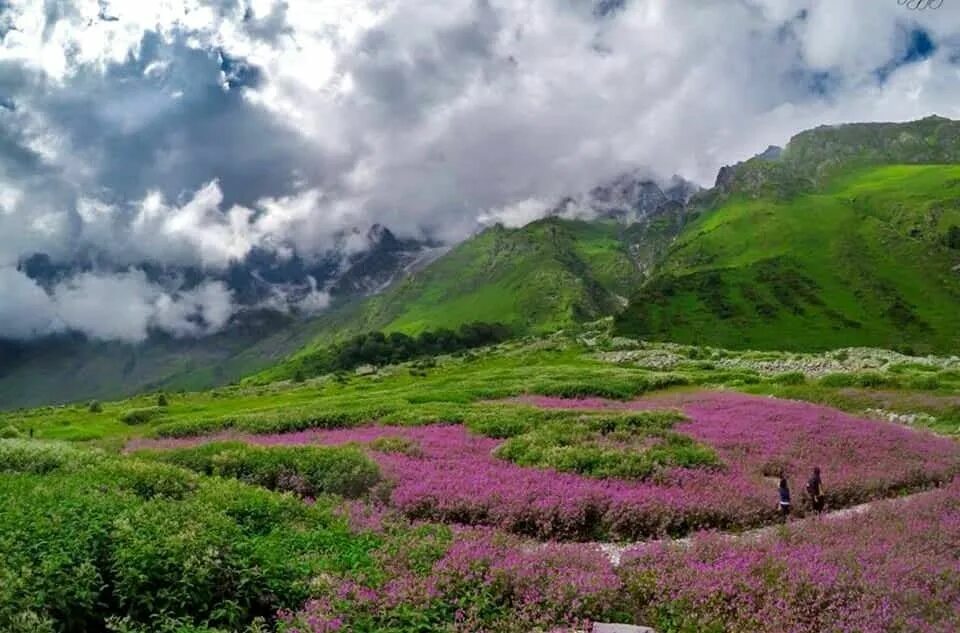 Flowers valley. Национальный парк Долины цветов, Уттаракханд. Долина цветов (Valley of Flowers). Долина цветов, Уттаракханд, Индия. Долина цветов, Уттаранчал (Индия).