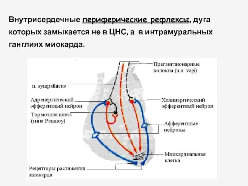 Интрамуральных ганглиях. Внутрисердечно. Внутрисердечные рефлекторные дуги характеристика нейронов сердца. Типы внутрисердечных блокад.