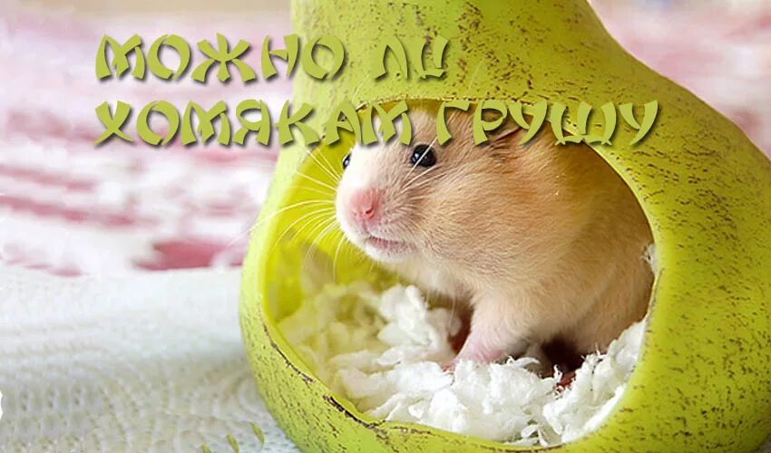 Можно ли джунгарским хомякам арбуз. Хомячок с арбузом. Хомяк ест клубнику. Блюда для хомяка из овощей. Хомяк сирийский.