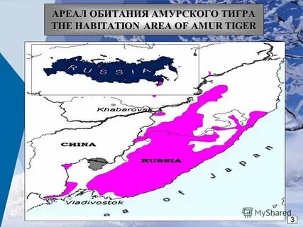 Обитание амурского тигра