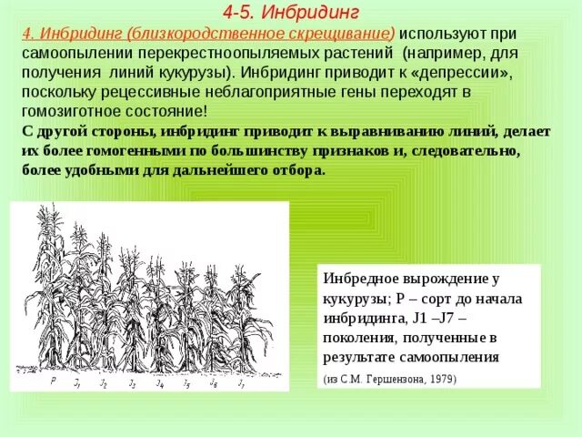 Близкородственное скрещивание растений. Инбридинг. Инбридинг в селекции растений. Инбридинг близкородственное скрещивание. Простой инбридинг