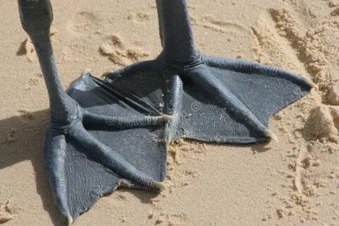Webbed foot