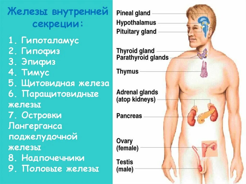 Какой врач по железу. Заболевания желез внутренней секреции. Болезнь надпочечников симптомы. Заболевания надпочечной железы.