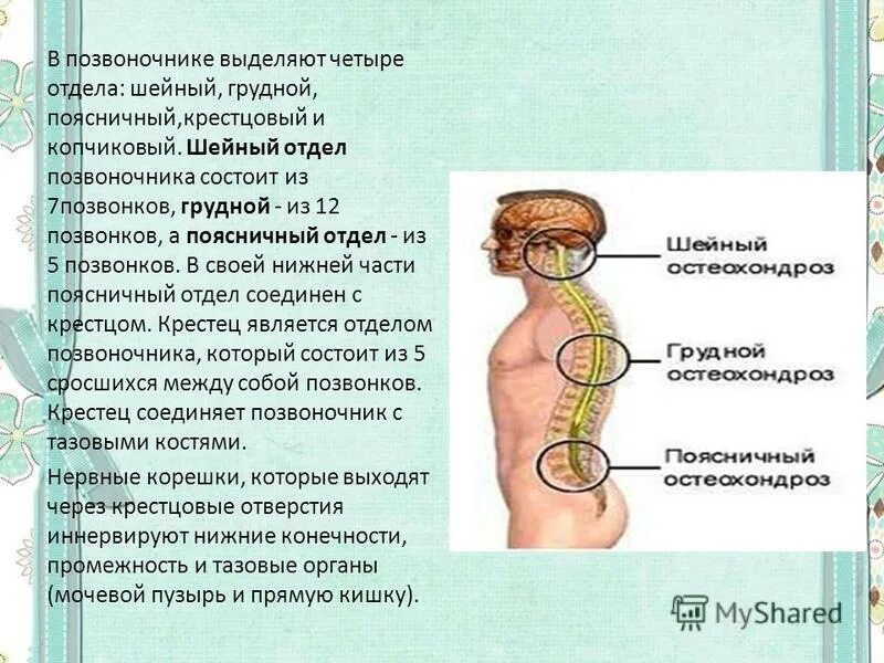 Шейный грудной и поясничный отдел позвоночника. Шейный отдел позвоночника состоит. Позвонки шейного отдела. Позвоночник 7 позвонок. Рассмотрите позвоночник и выделите его отделы