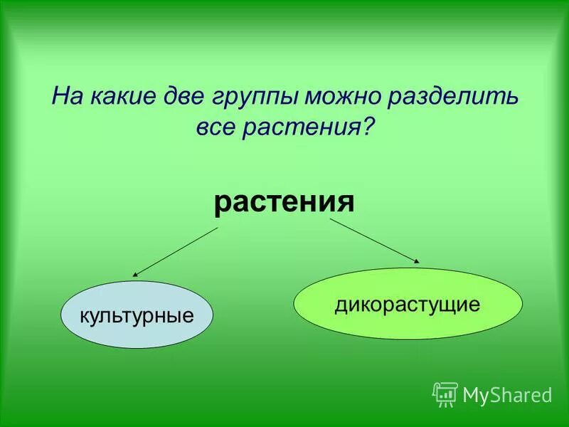 На какие группы можно поделить