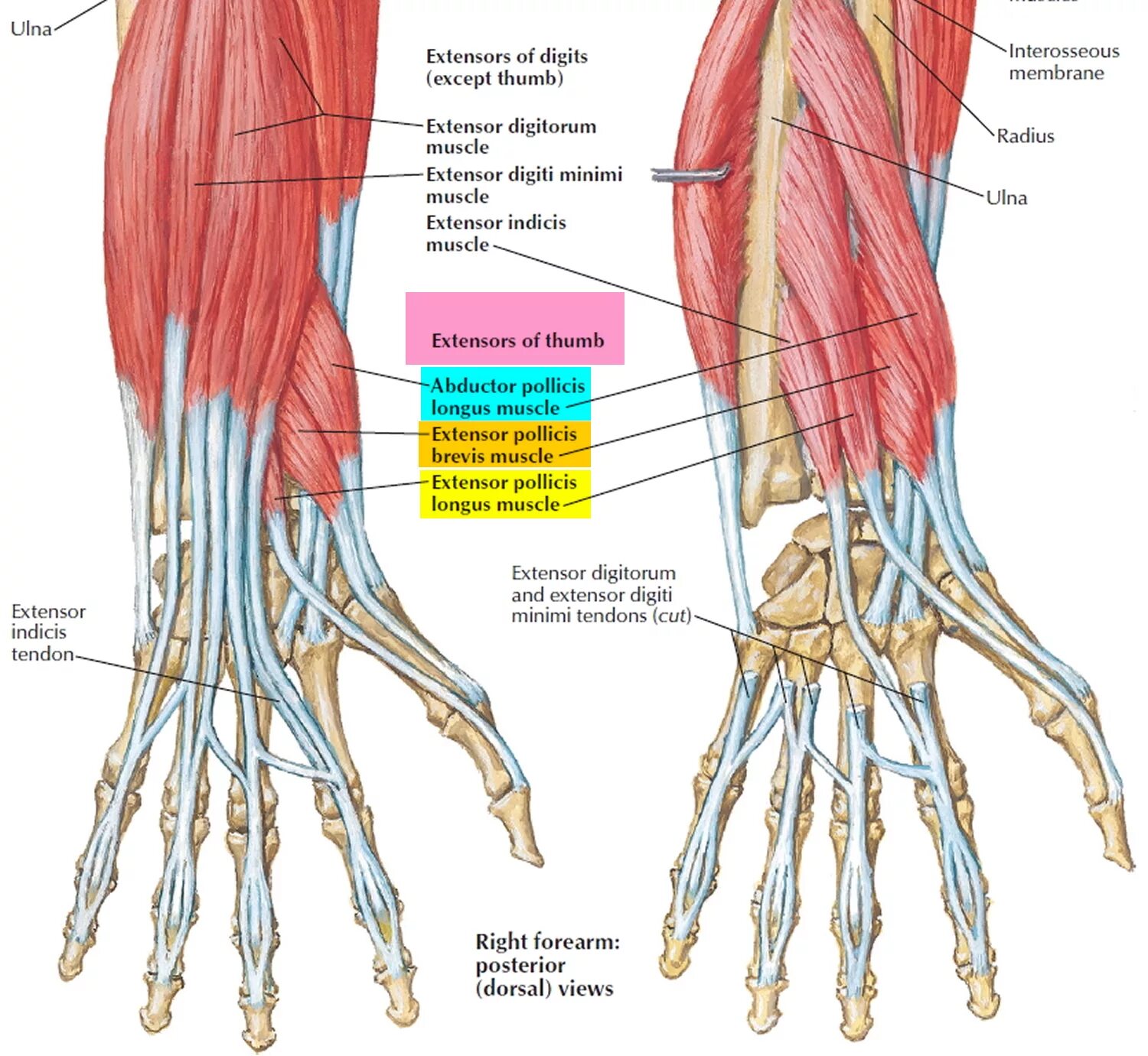 M extensor digitorum. Разгибатель пальцев m. extensor digitorum. разгибатель пальцев- musculus extensor digitorum. extensor digiti brevis мышца. extensor digitorum кисти.