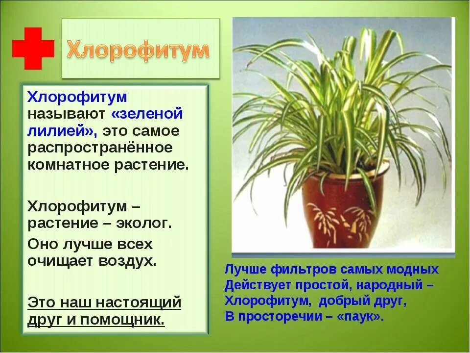 Хлорофитум комнатное растение. Хлорофитум зеленая Лилия. Хлорофитум цветок комнатный приметы. Хлорофитум характеристика. Хлорофитум приметы